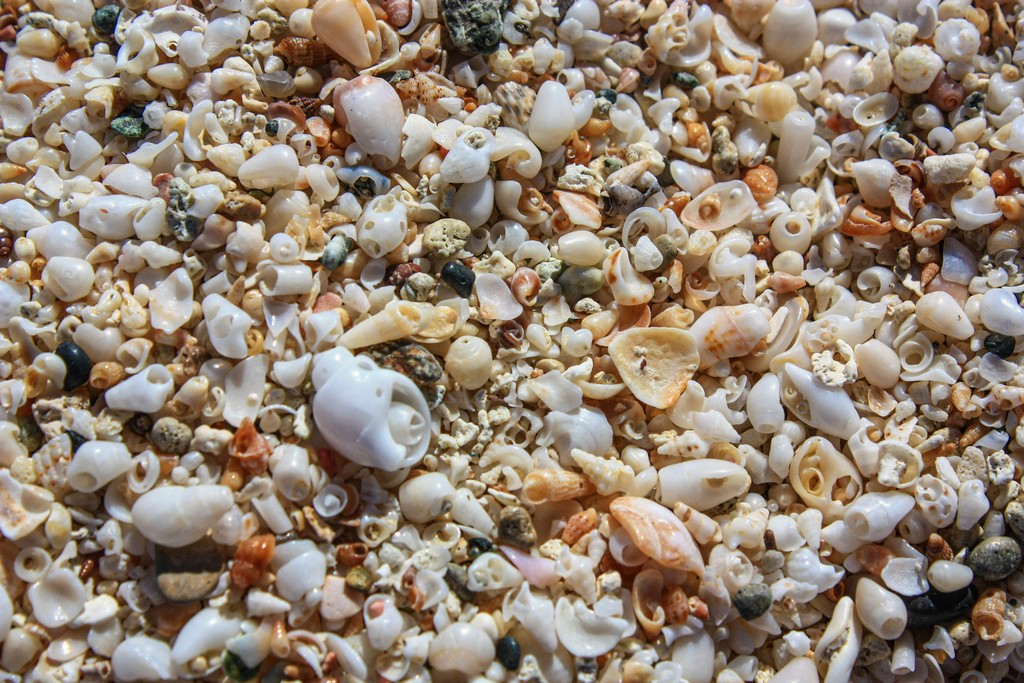 sabbia fatta di conchiglie