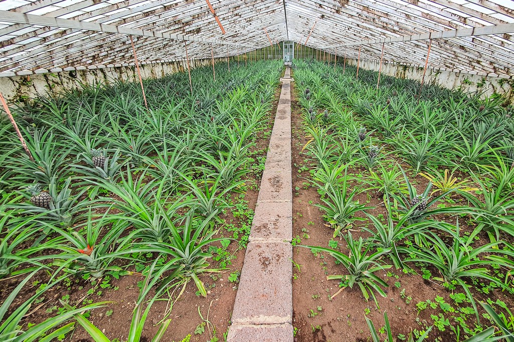 Visita a una piantagione di ananas serra di ananas