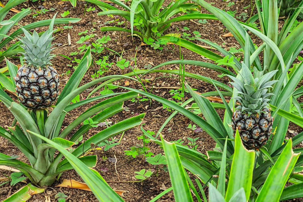 serra di ananas