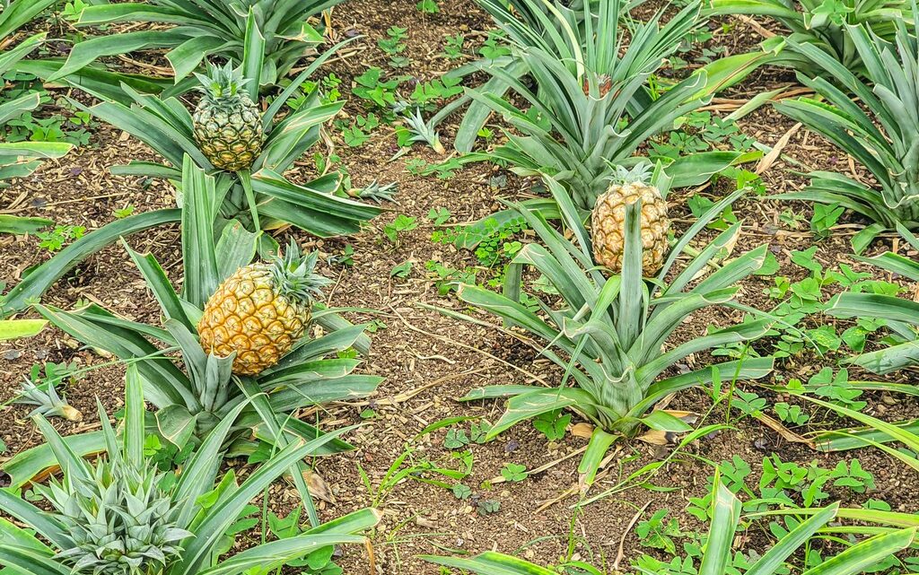 visita a una piantagione di ananas