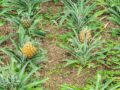 visita a una piantagione di ananas