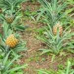 visita a una piantagione di ananas