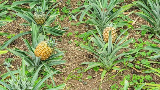 visita a una piantagione di ananas