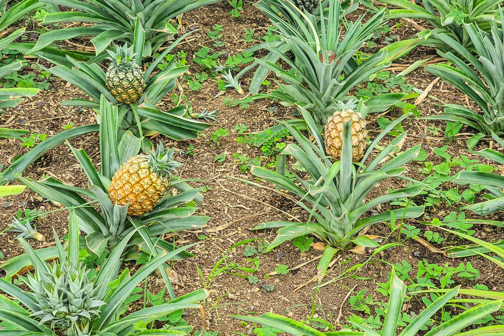 Visita a una piantagione di ananas alle Azzorre