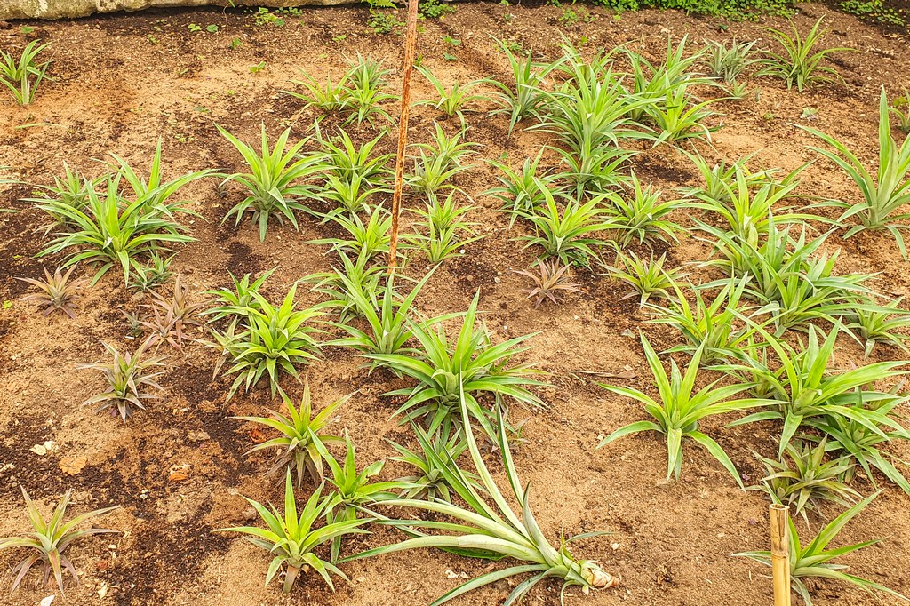 serra di ananas