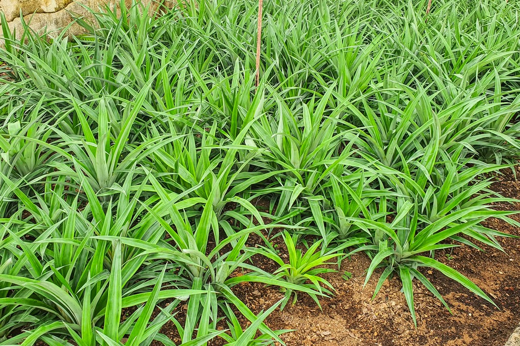 serra di ananas