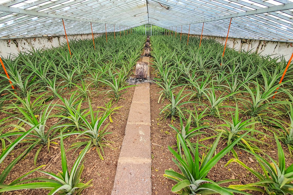 Visita a una piantagione di ananas serra di ananas