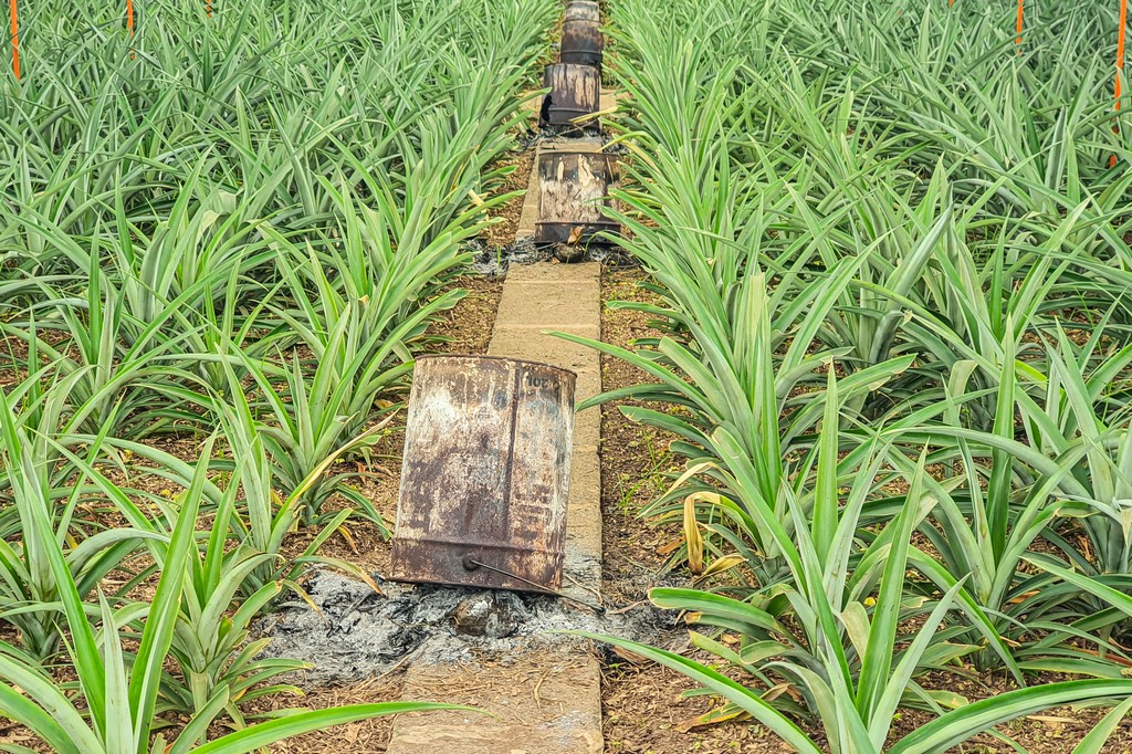 serra di ananas