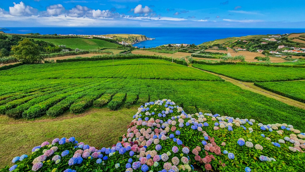 Guida a São Miguel fiori e piantagioni